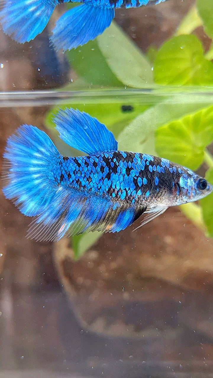FEMALE HALFMOON BLACK GALAXY BLUE AVATAR BETTA FISH