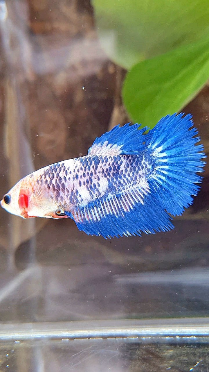 FEMALE HALFSUN BLUE MARBLE RIM BETTA FISH