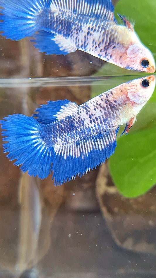 FEMALE HALFSUN BLUE MARBLE RIM BETTA FISH