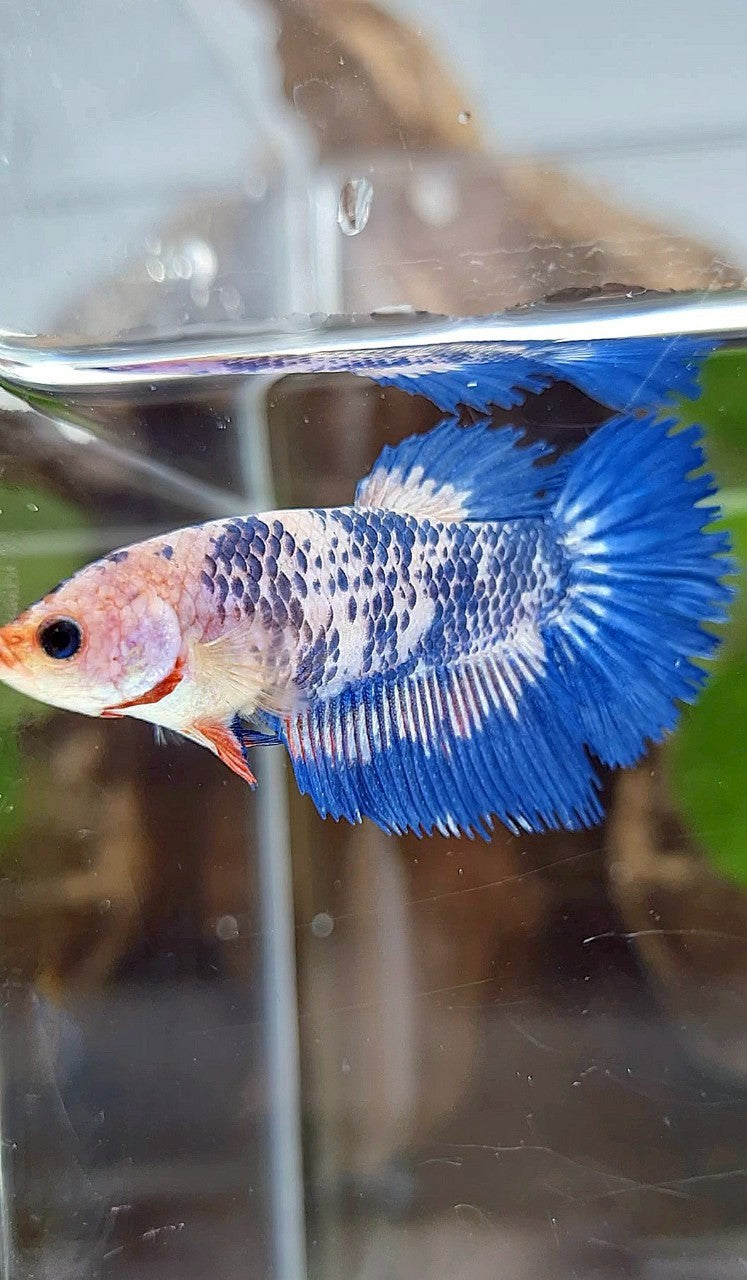 FEMALE HALFSUN BLUE MARBLE RIM BETTA FISH