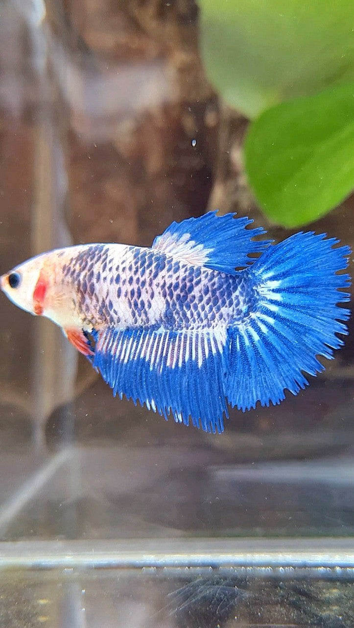 FEMALE HALFSUN BLUE MARBLE RIM BETTA FISH