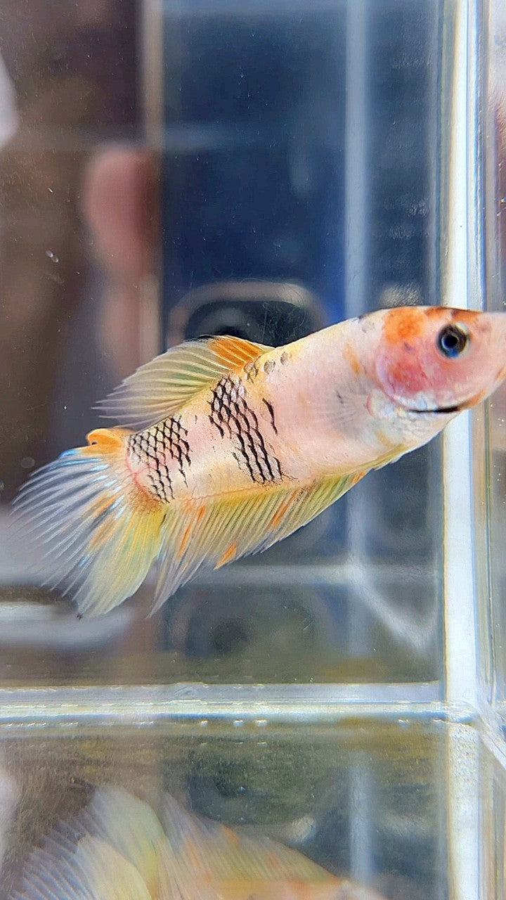 FEMALE VEILTAIL YELLOW KOI MULTICOLOR BETTA FISH