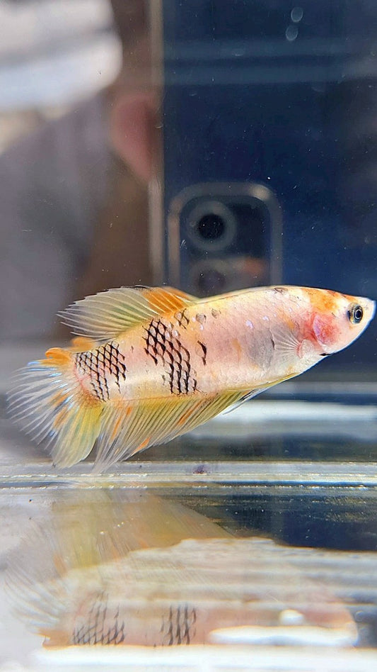 FEMALE VEILTAIL YELLOW KOI MULTICOLOR BETTA FISH