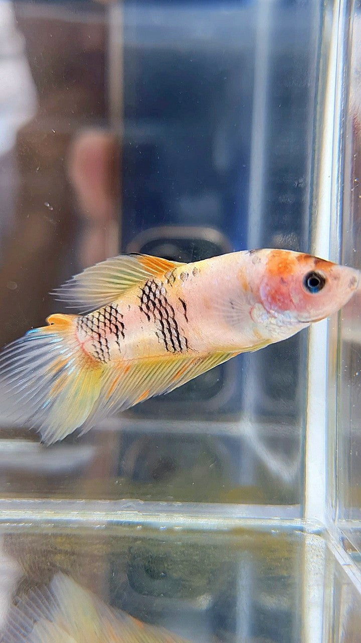 FEMALE VEILTAIL YELLOW KOI MULTICOLOR BETTA FISH