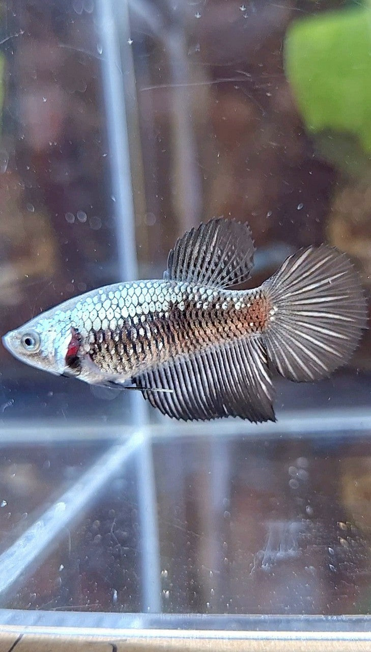 FEMALE HALFMOON BLACK SAMURAI SNOW BETTA FISH