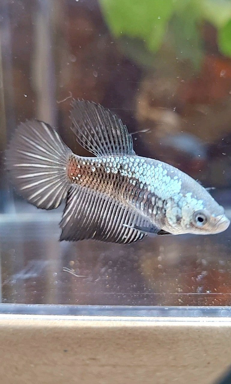 FEMALE HALFMOON BLACK SAMURAI SNOW BETTA FISH