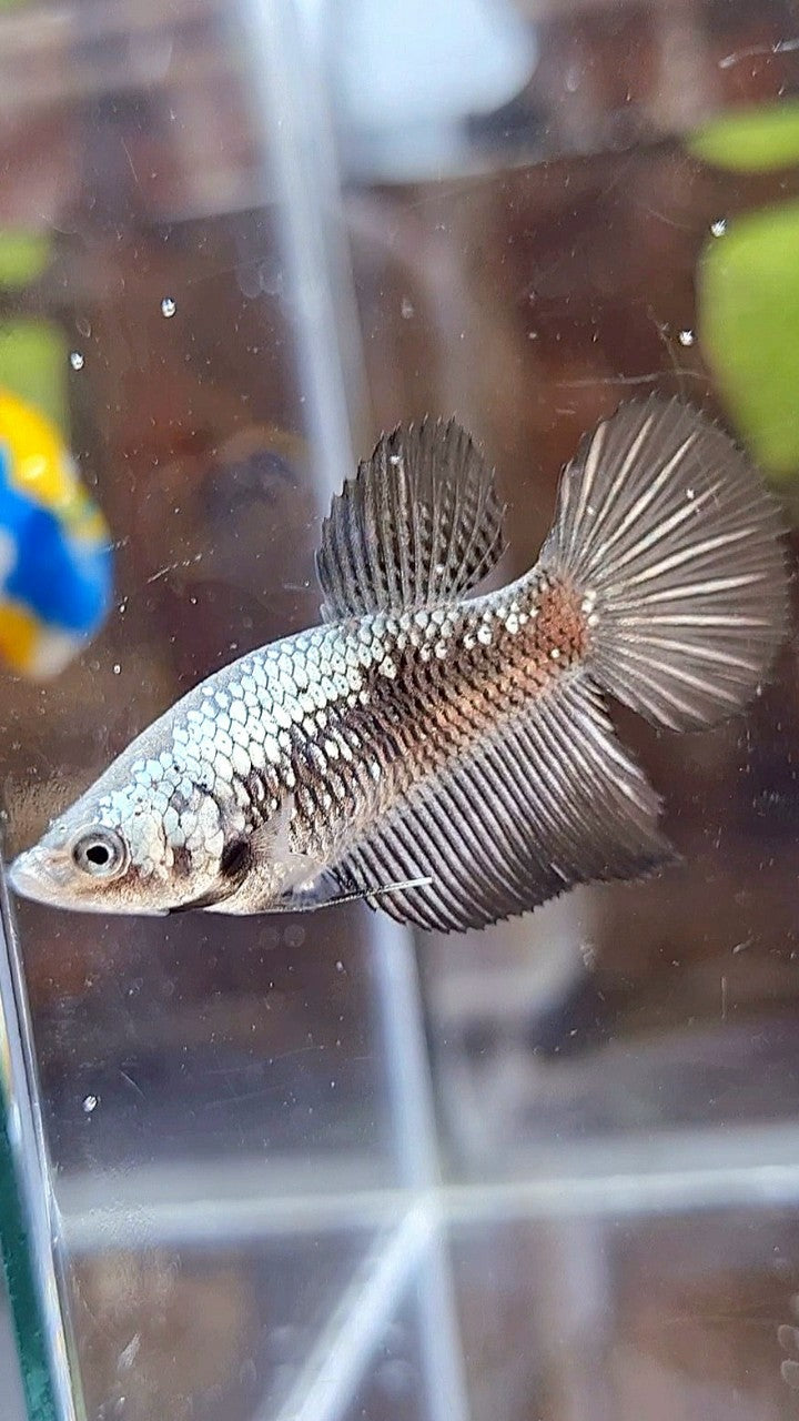 FEMALE HALFMOON BLACK SAMURAI SNOW BETTA FISH