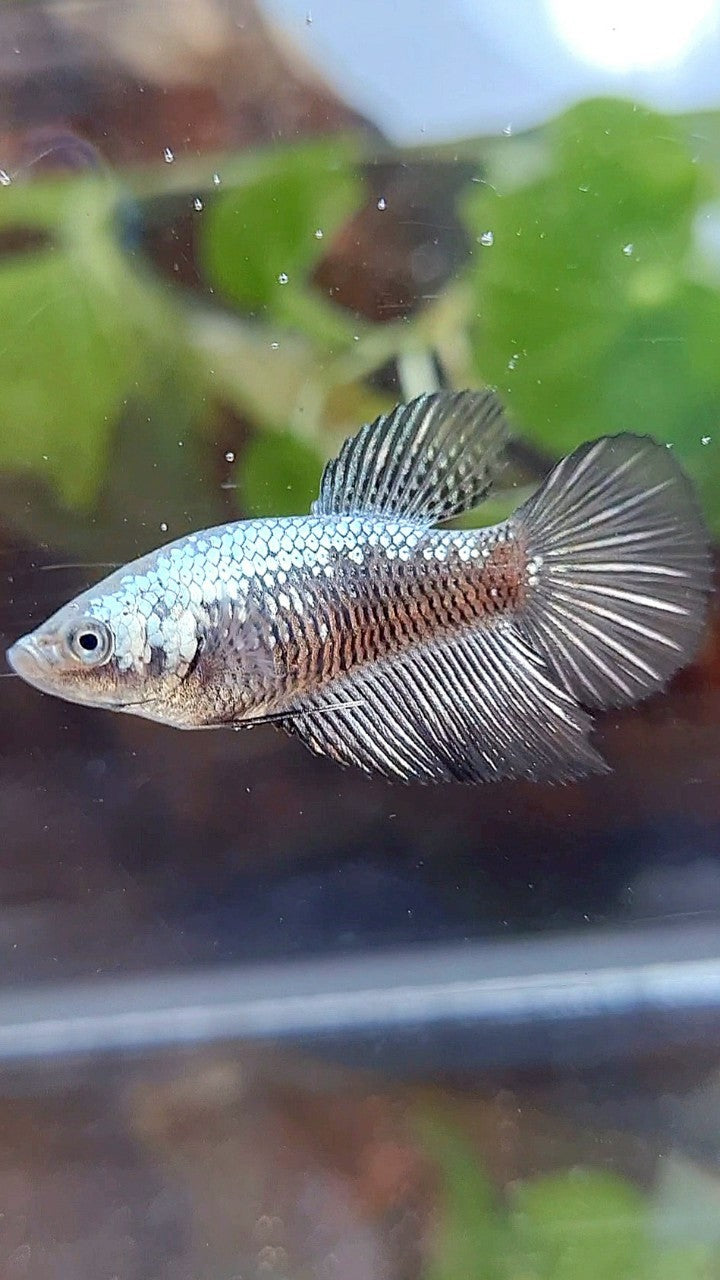 FEMALE HALFMOON BLACK SAMURAI SNOW BETTA FISH