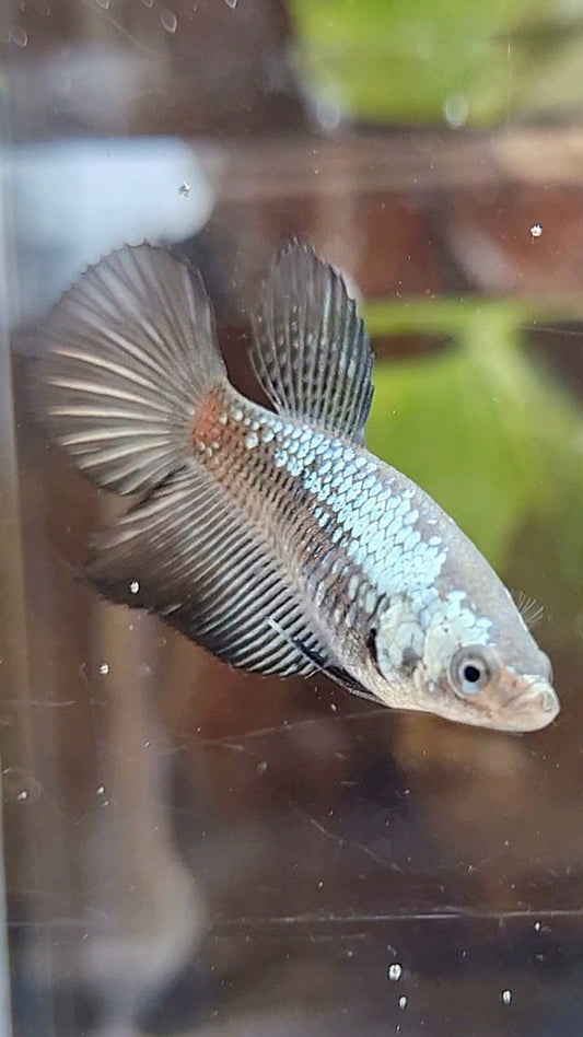 FEMALE HALFMOON BLACK SAMURAI SNOW BETTA FISH