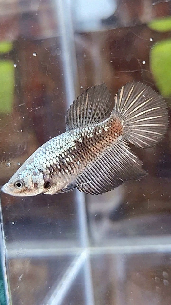 FEMALE HALFMOON BLACK SAMURAI SNOW BETTA FISH