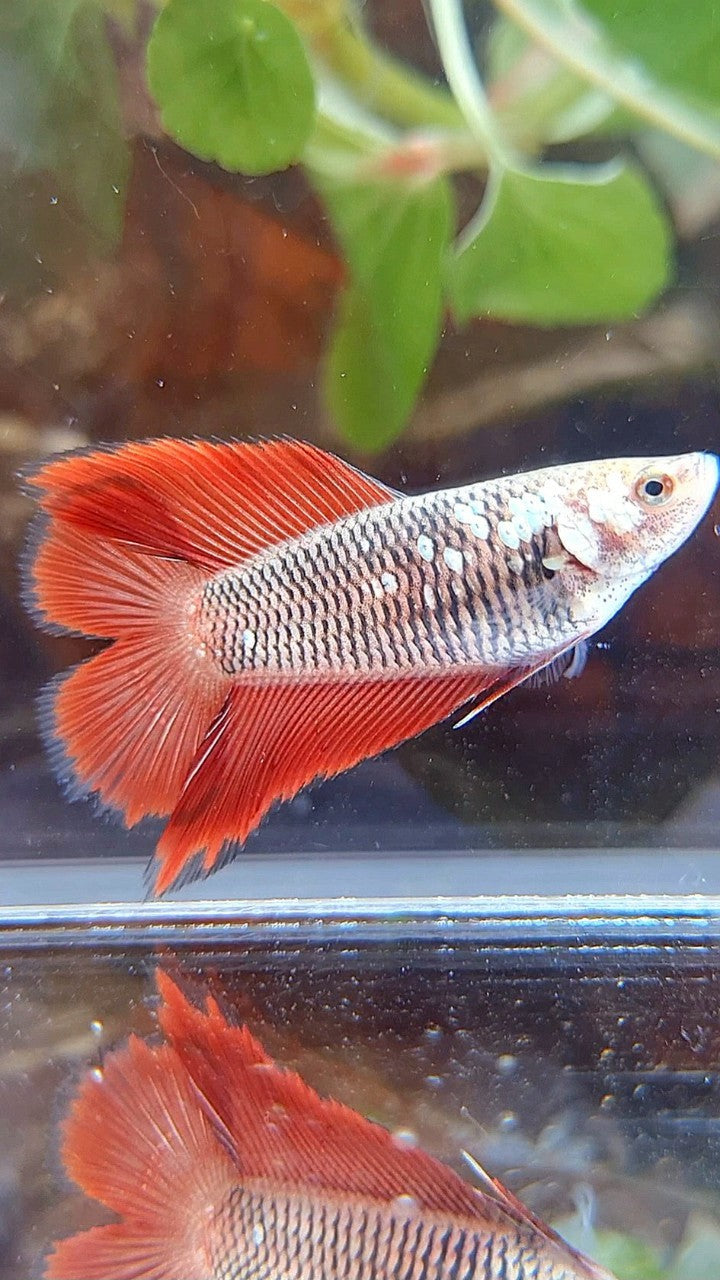 FEMALE HALFMOON DOUBLE TAIL BLACK SAMURAI RED SNOW BETTA FISH