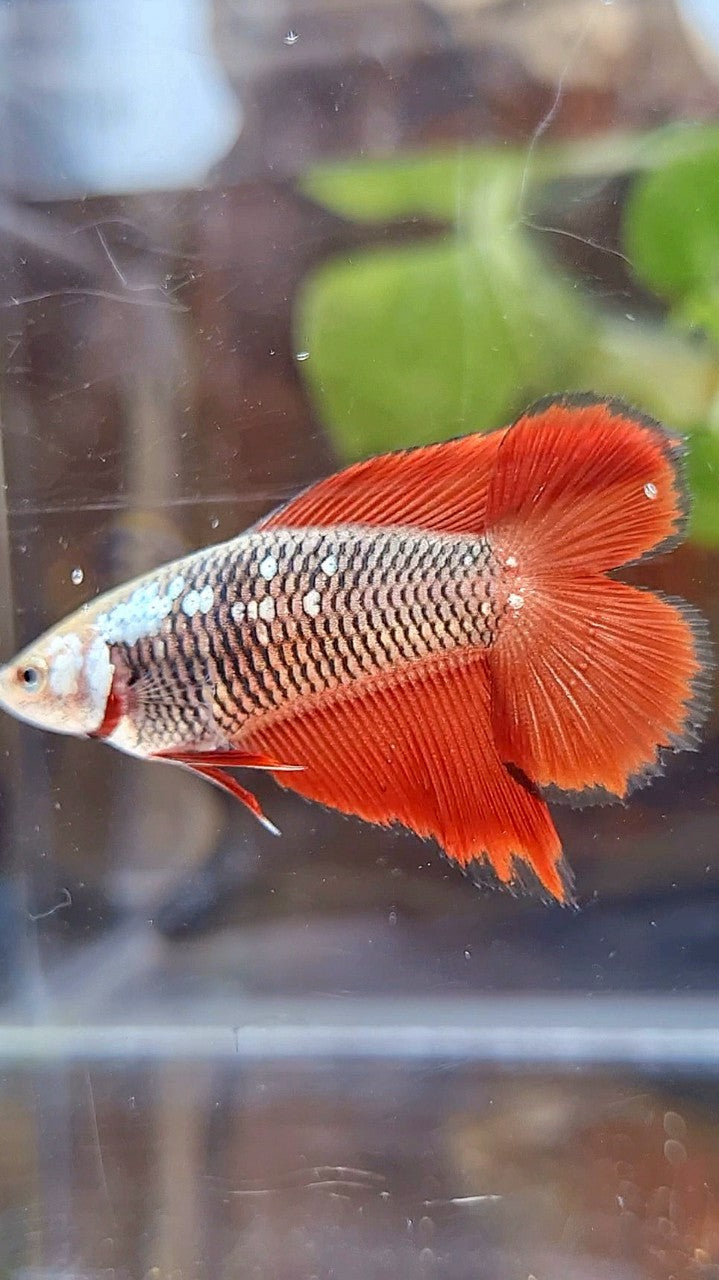 FEMALE HALFMOON DOUBLE TAIL BLACK SAMURAI RED SNOW BETTA FISH