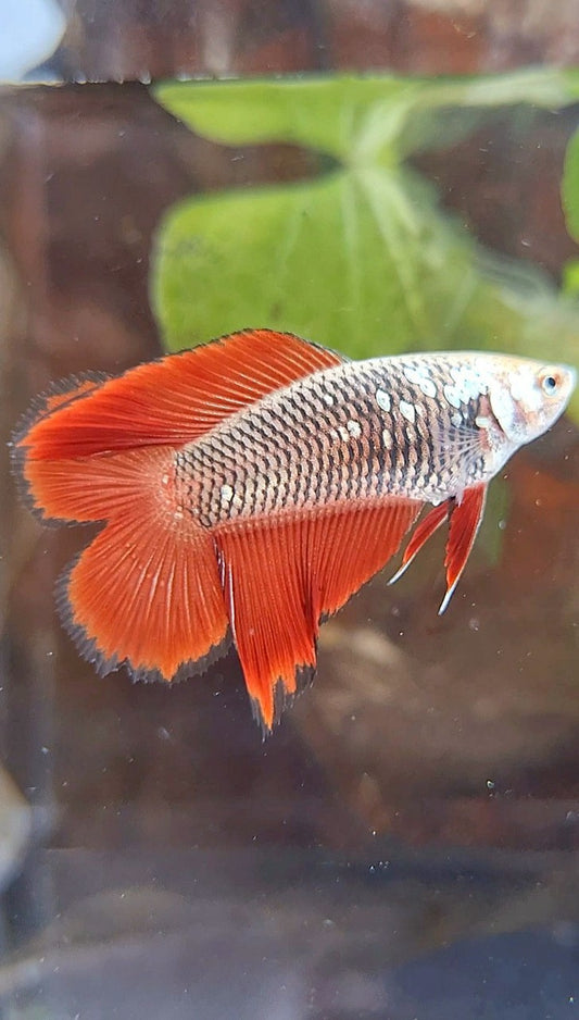FEMALE HALFMOON DOUBLE TAIL BLACK SAMURAI RED SNOW BETTA FISH