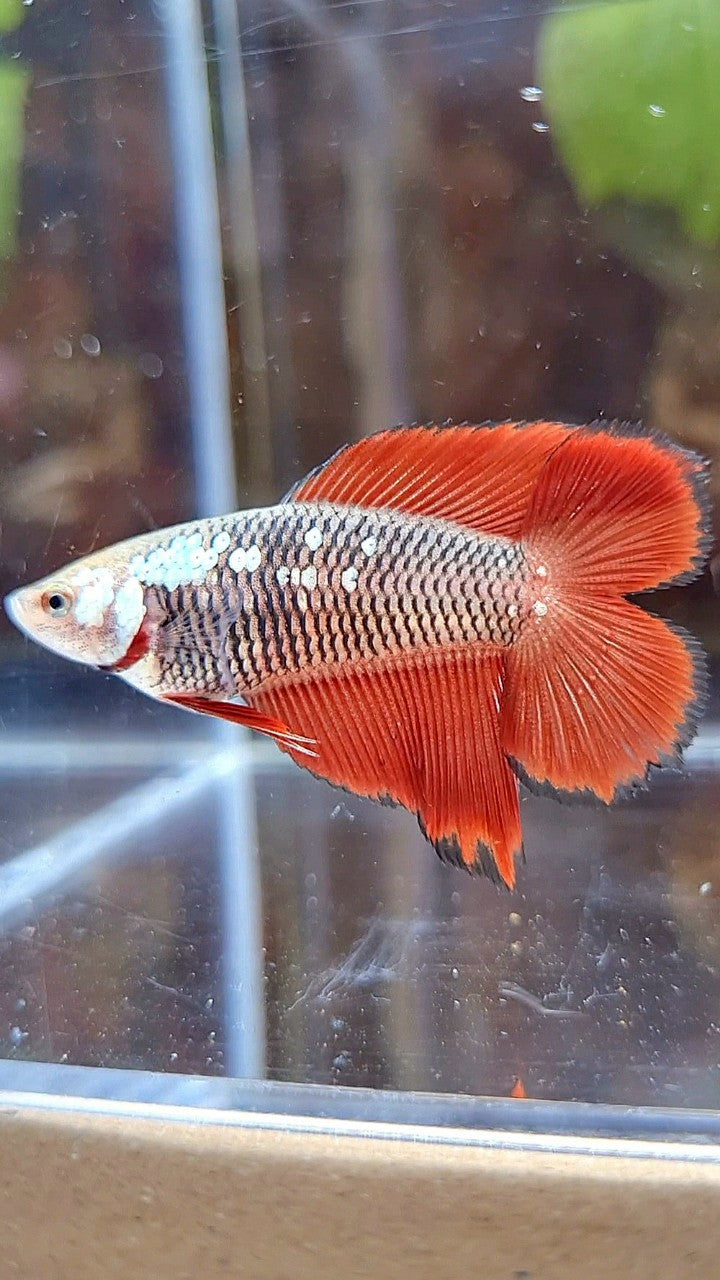 FEMALE HALFMOON DOUBLE TAIL BLACK SAMURAI RED SNOW BETTA FISH