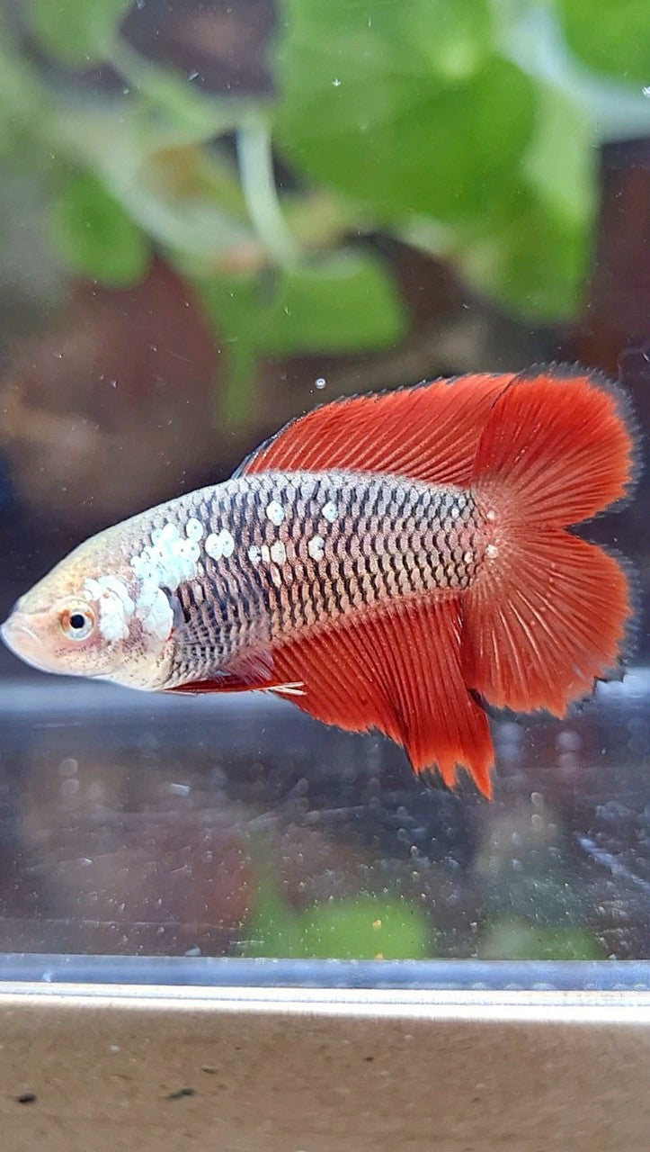 FEMALE HALFMOON DOUBLE TAIL BLACK SAMURAI RED SNOW BETTA FISH