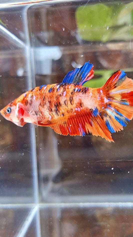 FEMALE GIANT PLAKAT BO 5CM+ ORANGE GALAXY MULTICOLOR BETTA FISH