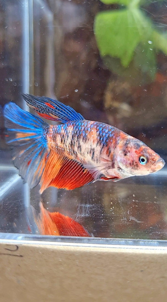 FEMALE GIANT HALFMOON BO 4,5CM+ TIGER MULTICOLOR BETTA FISH