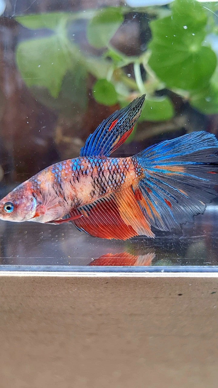 FEMALE GIANT HALFMOON BO 4,5CM+ TIGER MULTICOLOR BETTA FISH