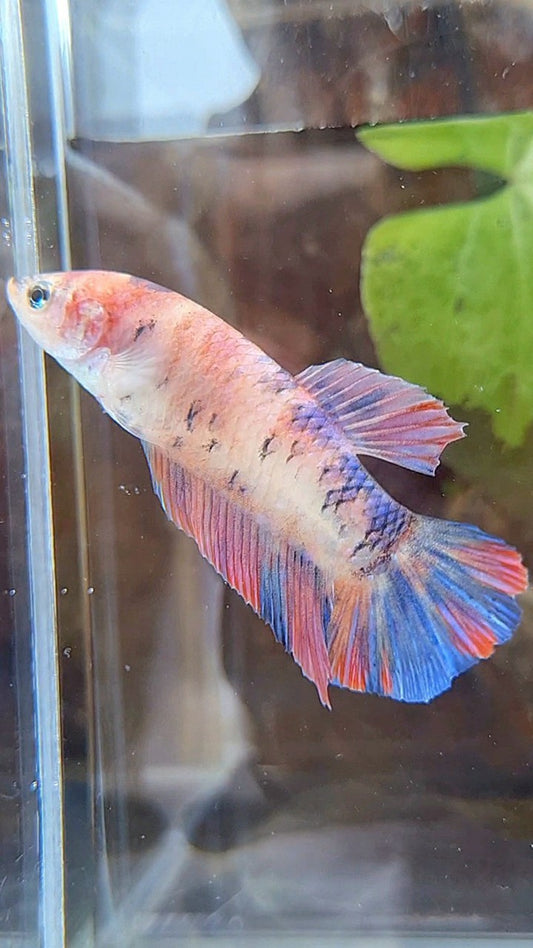 FEMALE GIANT PLAKAT BO 4,5CM ORANGE KOI PURPLE MULTICOLOR BETTA FISH