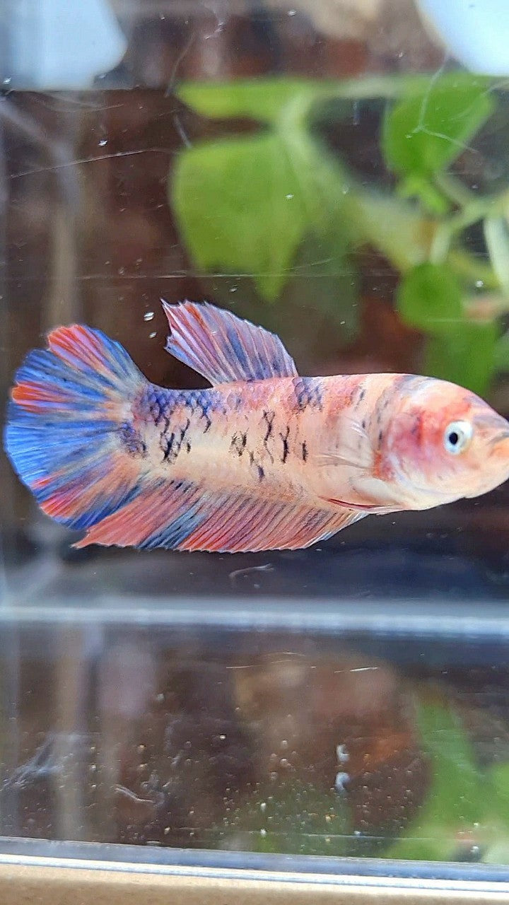FEMALE GIANT PLAKAT BO 4,5CM ORANGE KOI PURPLE MULTICOLOR BETTA FISH