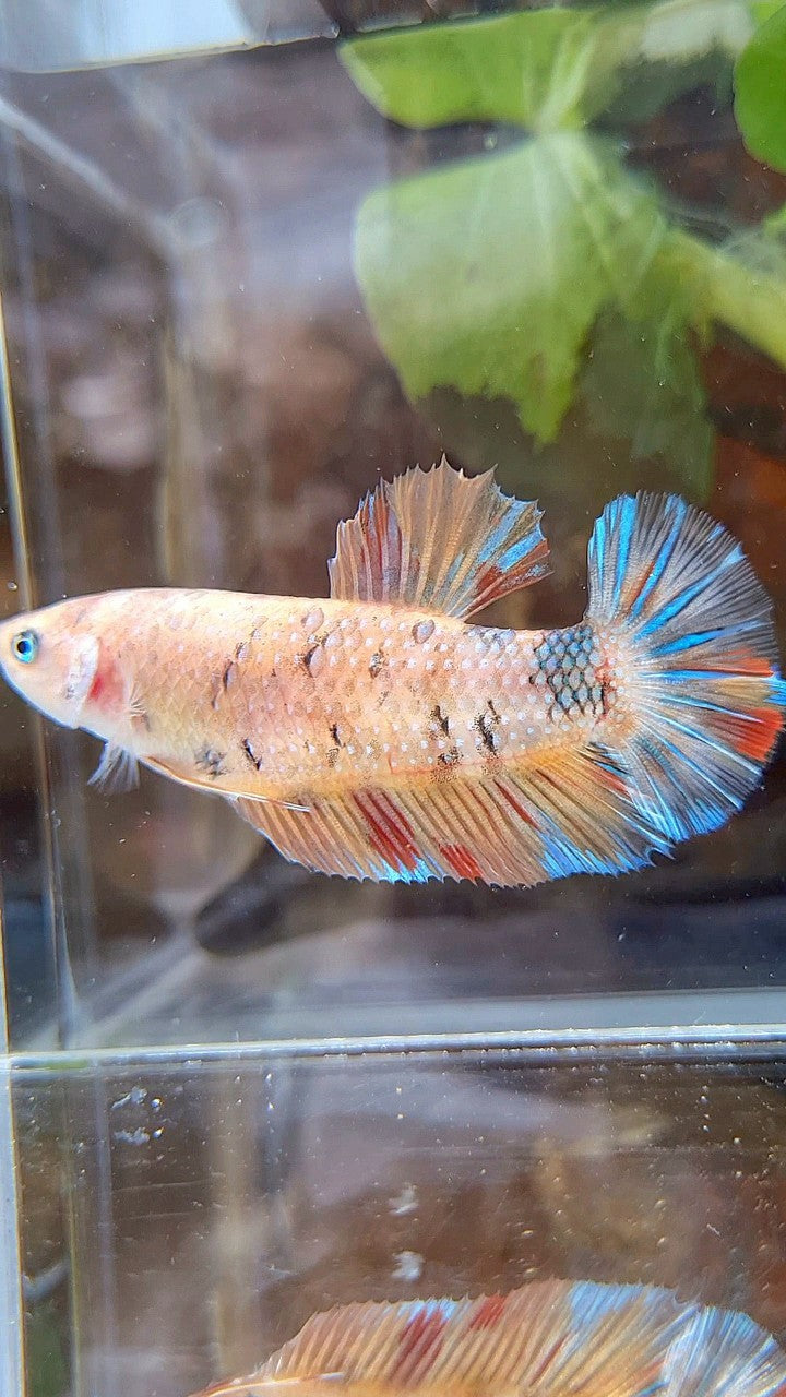 FEMALE GIANT PLAKAT BO 5,5CM ORANGE KOI MULTICOLOR BETTA FISH
