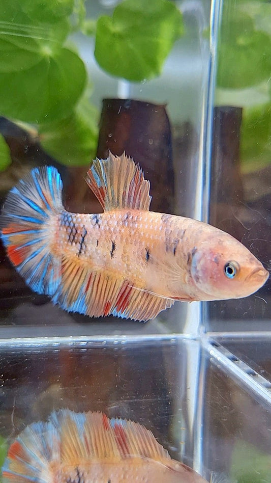 FEMALE GIANT PLAKAT BO 5,5CM ORANGE KOI MULTICOLOR BETTA FISH