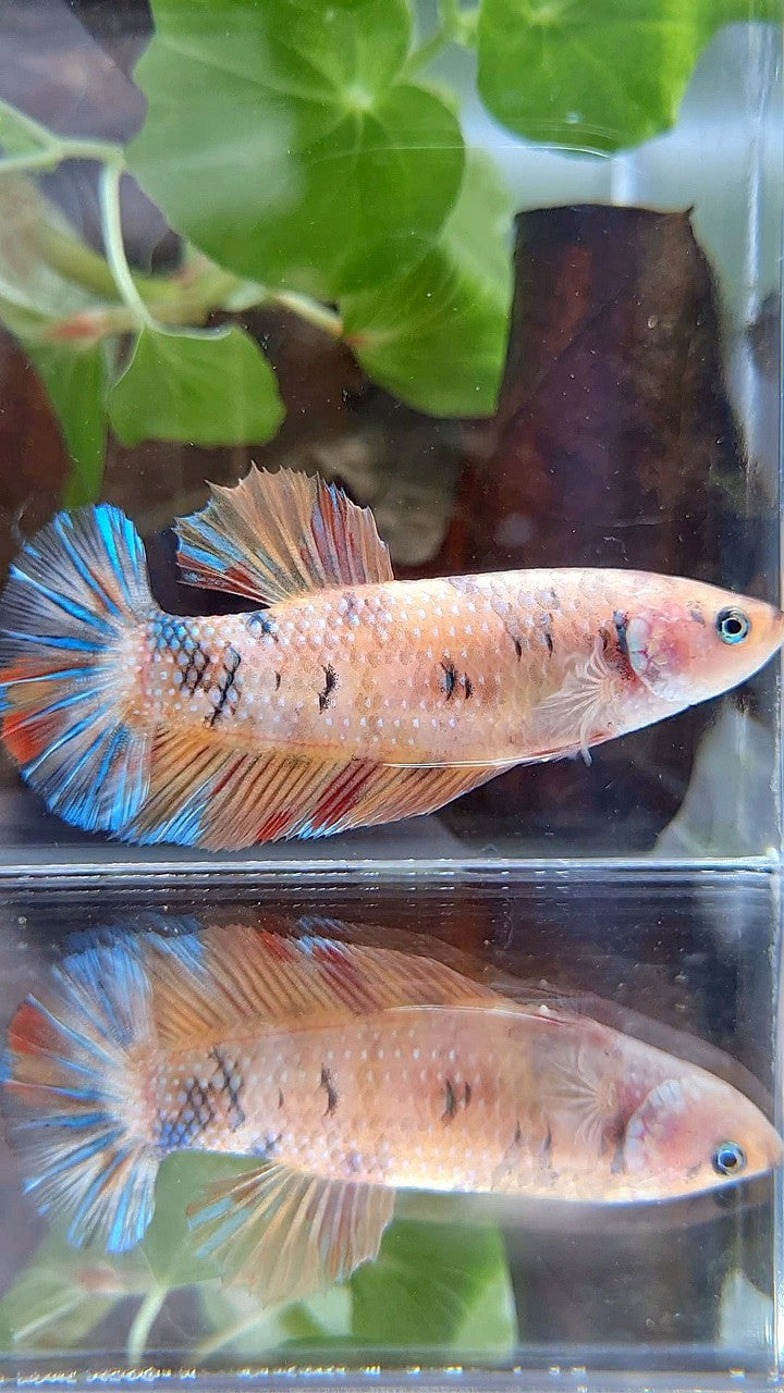 FEMALE GIANT PLAKAT BO 5,5CM ORANGE KOI MULTICOLOR BETTA FISH