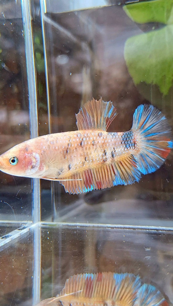 FEMALE GIANT PLAKAT BO 5,5CM ORANGE KOI MULTICOLOR BETTA FISH