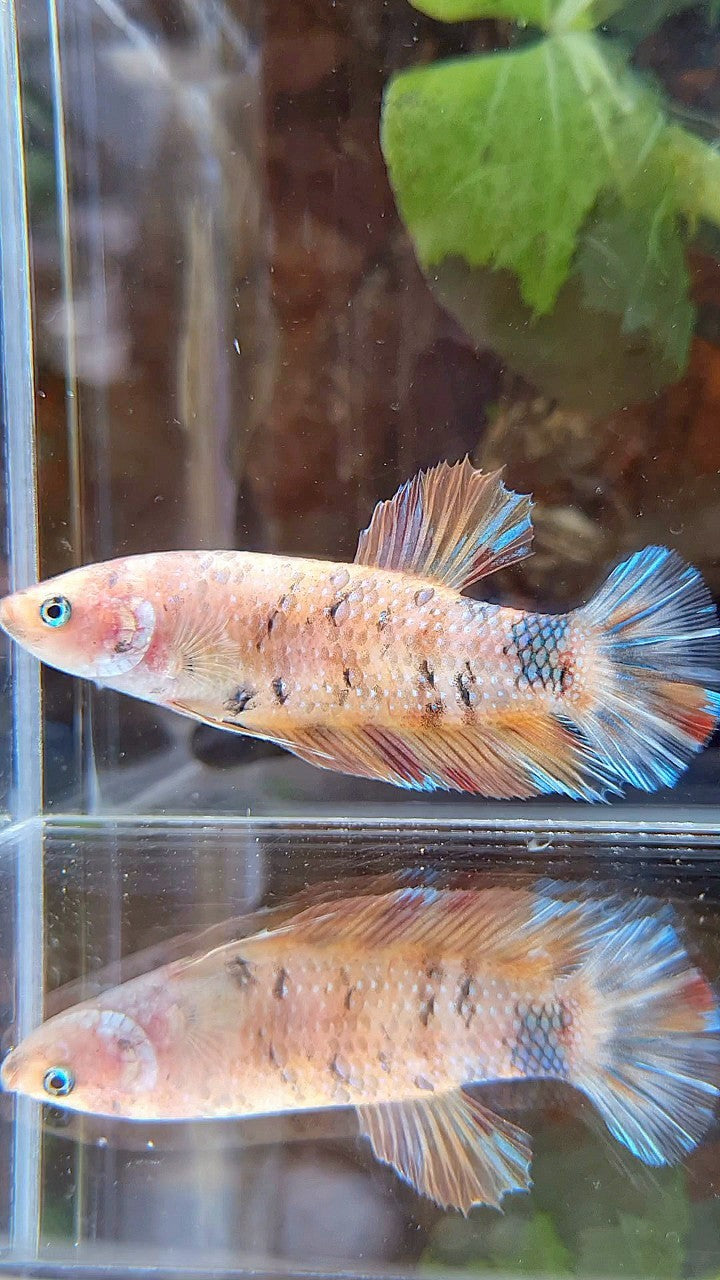 FEMALE GIANT PLAKAT BO 5,5CM ORANGE KOI MULTICOLOR BETTA FISH