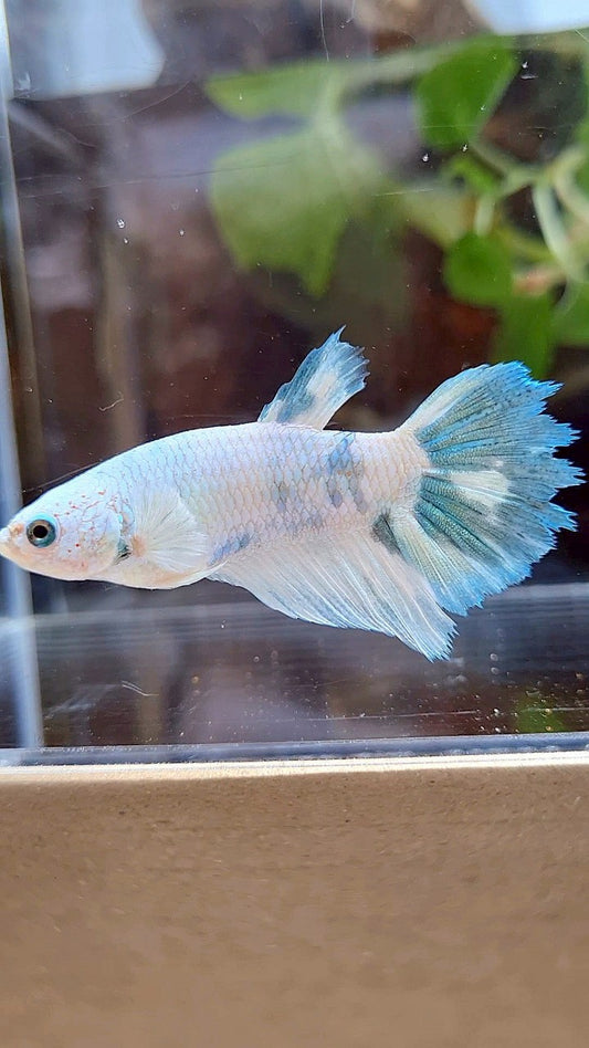 FEMALE XL HALFMOON WHITE BLUE MARBLE BETTA FISH