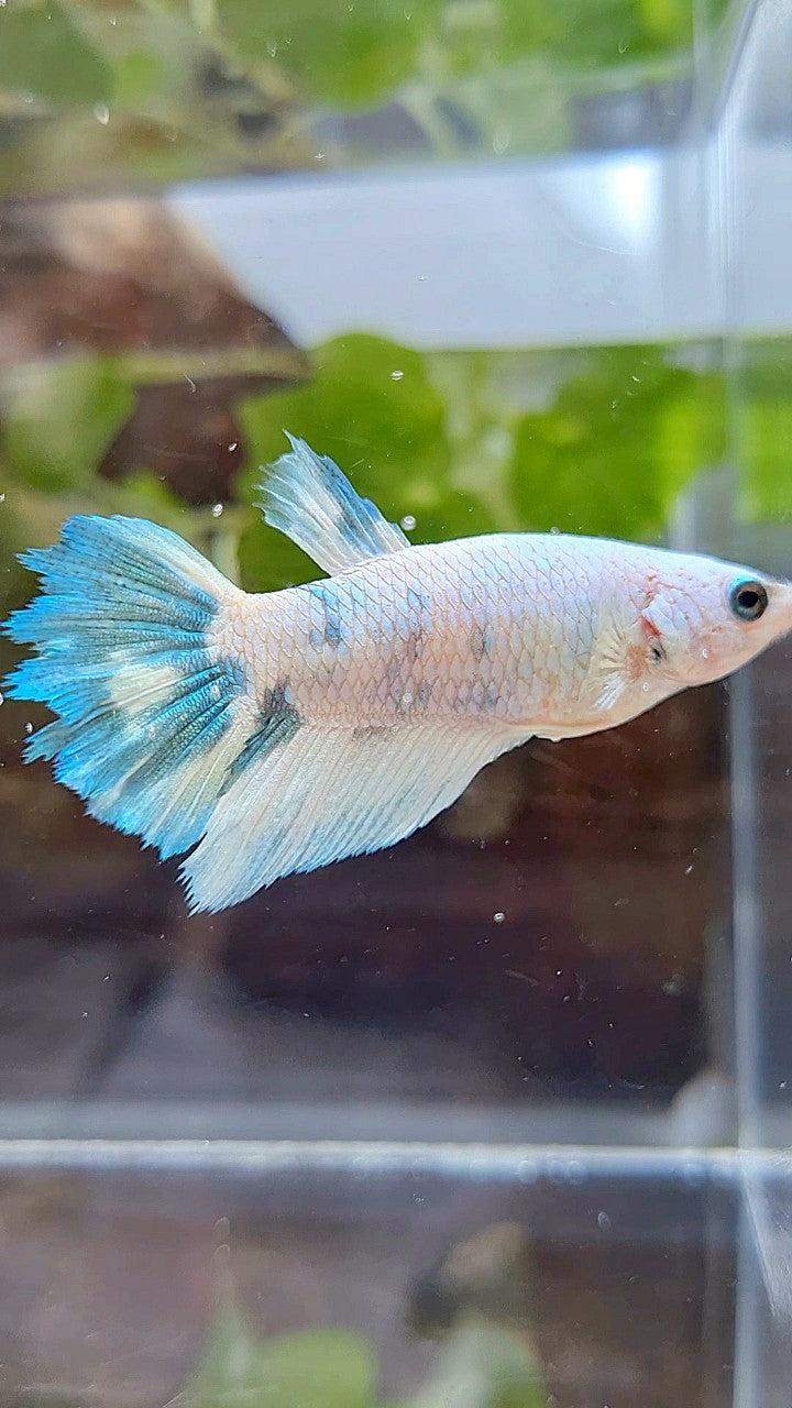 FEMALE XL HALFMOON WHITE BLUE MARBLE BETTA FISH