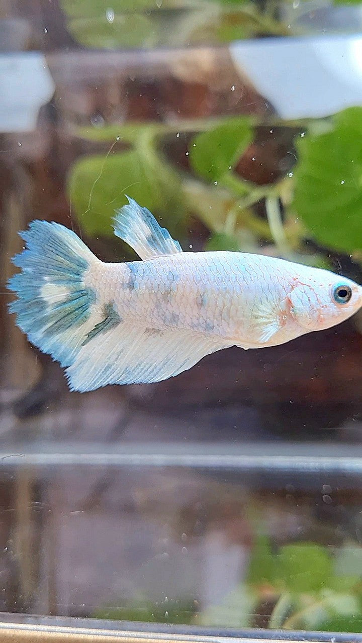 FEMALE XL HALFMOON WHITE BLUE MARBLE BETTA FISH