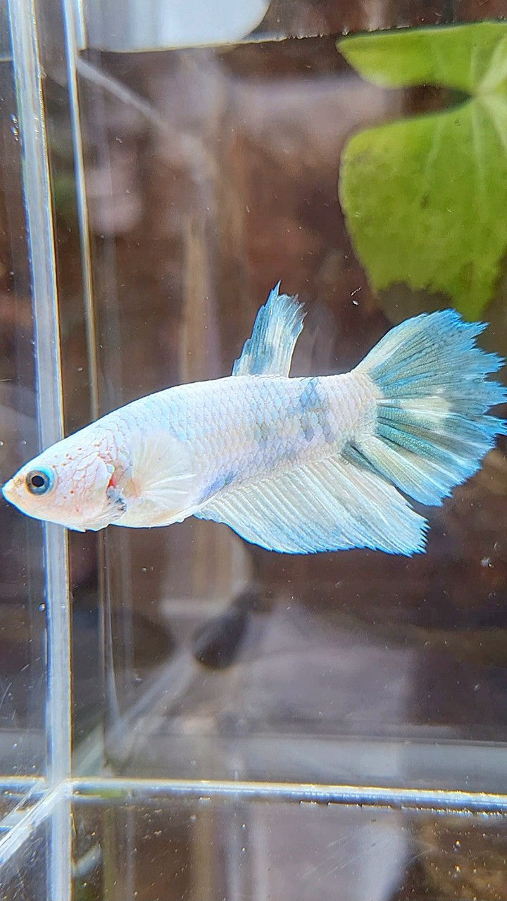 FEMALE XL HALFMOON WHITE BLUE MARBLE BETTA FISH