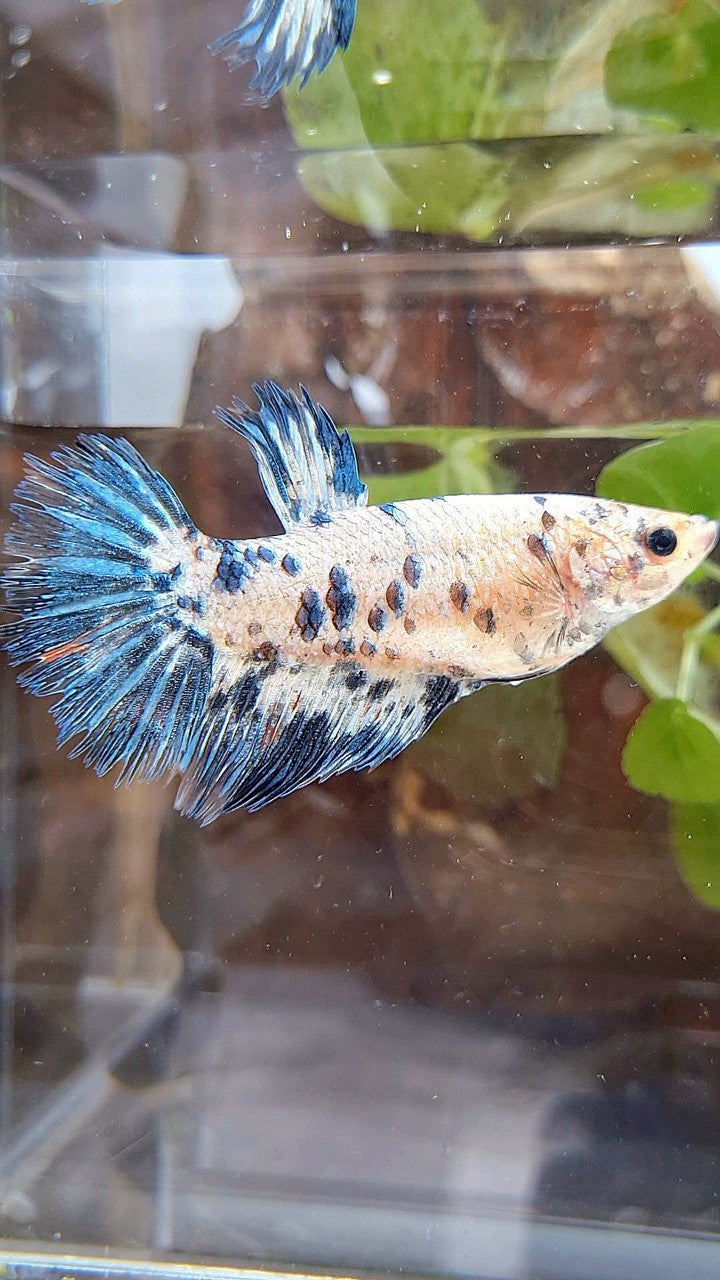FEMALE GIANT CROWNTAIL HALFSUN BO 5CM+ BLUE DOTS DARK MARBLE BETTA FISH