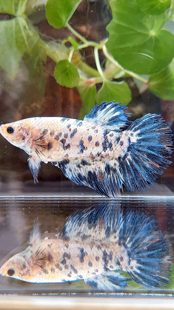 FEMALE GIANT CROWNTAIL HALFSUN BO 5CM+ BLUE DOTS DARK MARBLE BETTA FISH