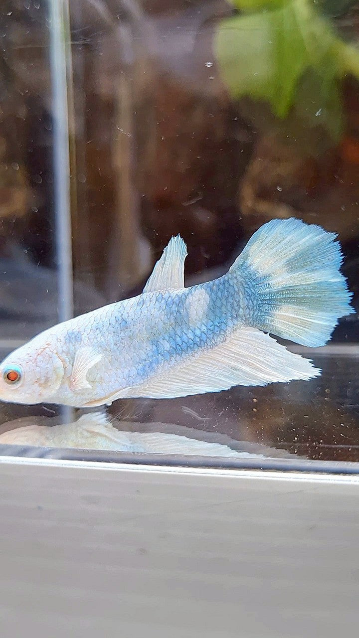 FEMALE XL HALFMOON WHITE BLUE MARBLE BETTA FISH