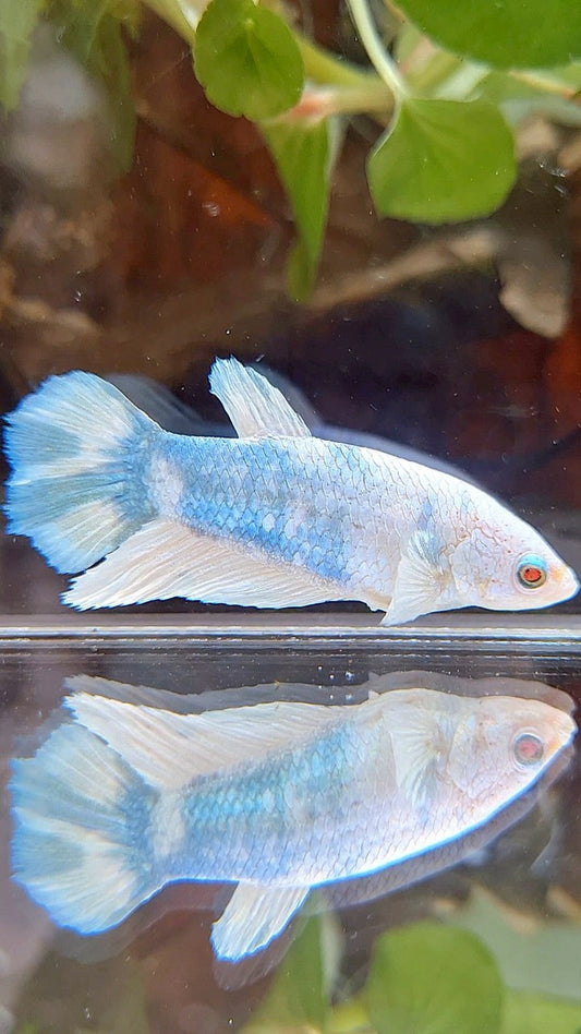 FEMALE XL HALFMOON WHITE BLUE MARBLE BETTA FISH