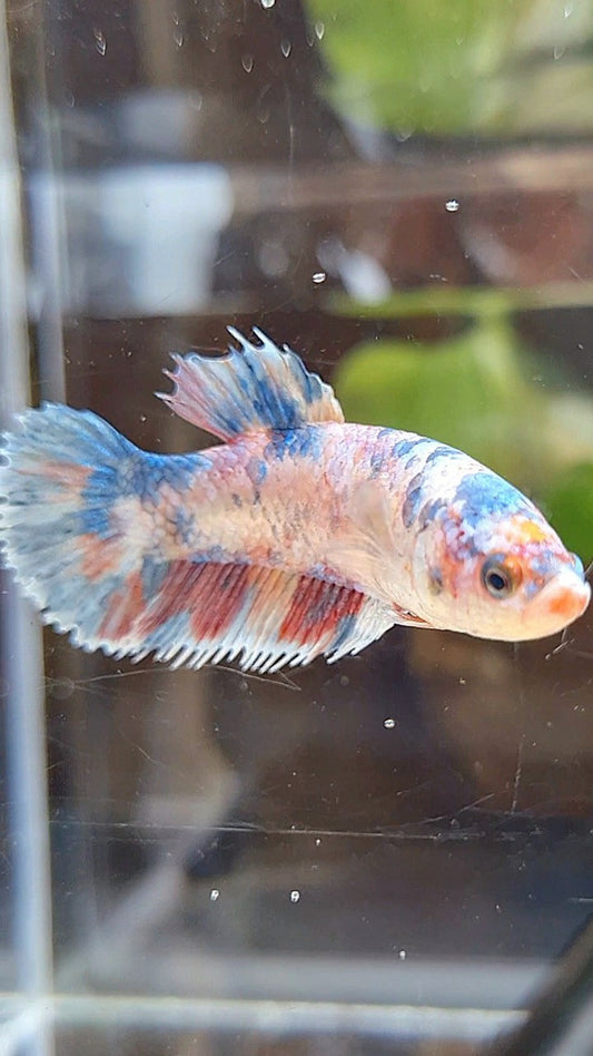 FEMALE CROWNTAIL PLAKAT PURPLE FANCY CANDY MULTICOLOR BETTA FISH
