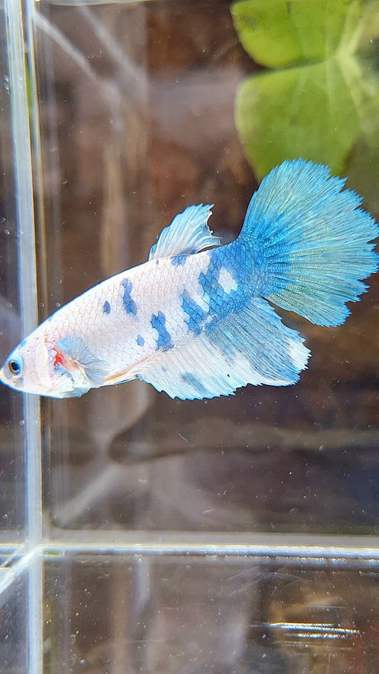 FEMALE XL HALFMOON WHITE BLUE MARBLE BETTA FISH