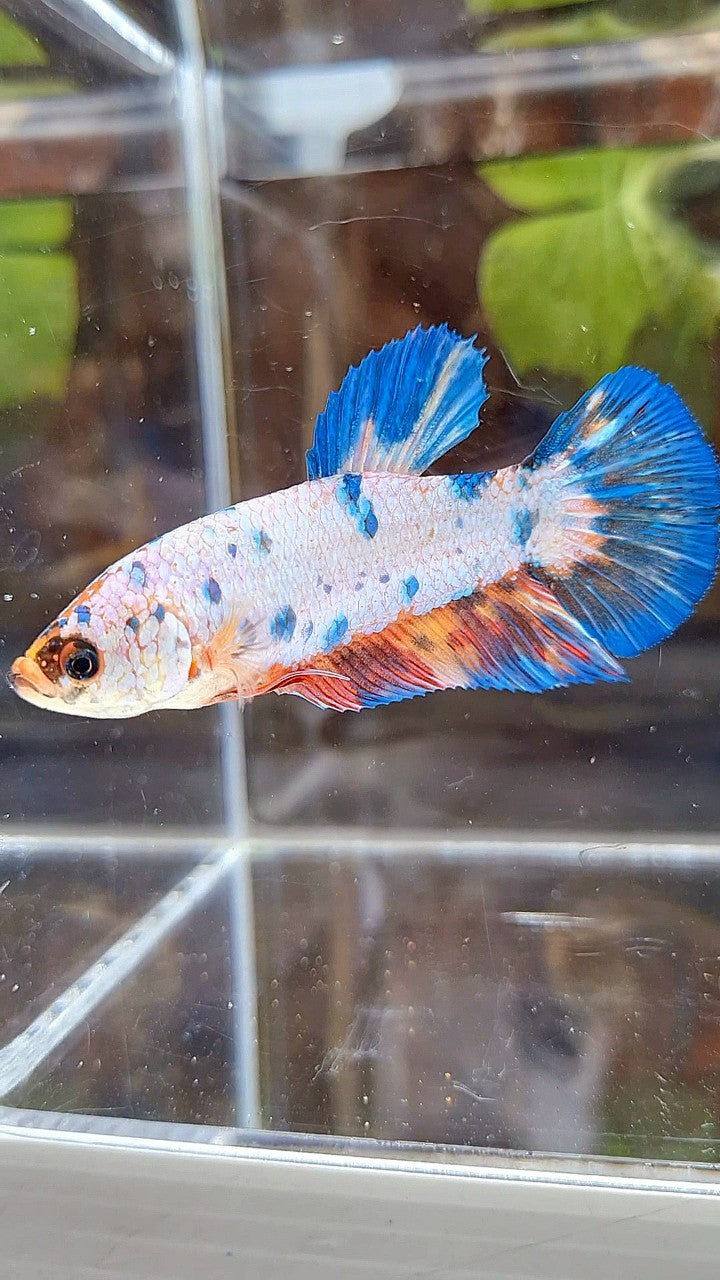 FEMALE GIANT PLAKAT BO 5,5CM FANCY WHITE BLUE NEMO MULTICOLOR BETTA FISH
