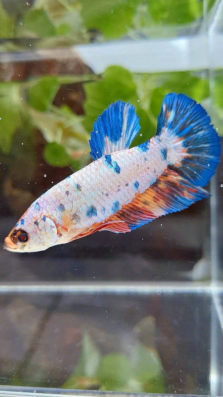FEMALE GIANT PLAKAT BO 5,5CM FANCY WHITE BLUE NEMO MULTICOLOR BETTA FISH