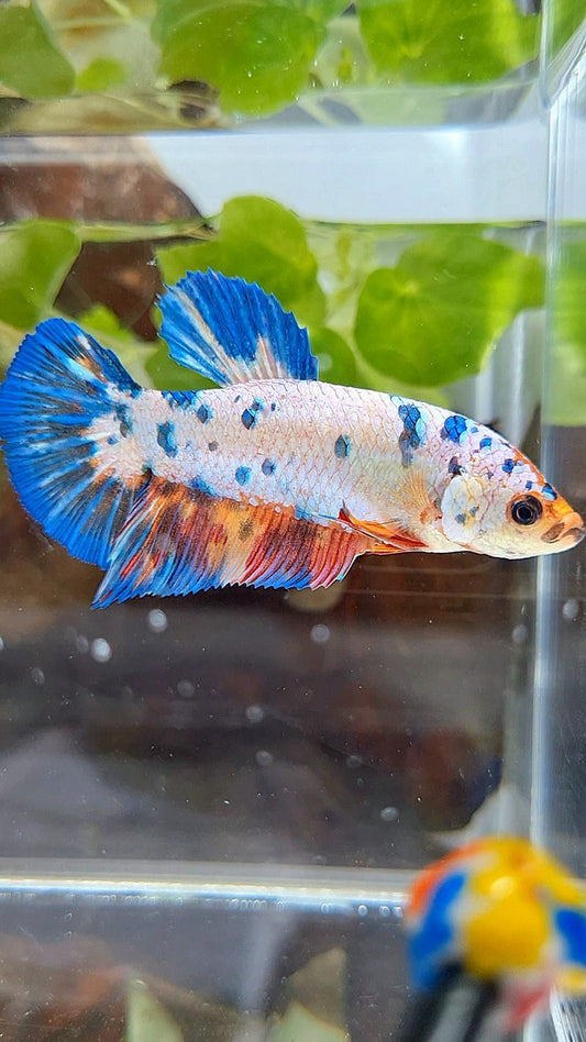 FEMALE GIANT PLAKAT BO 5,5CM FANCY WHITE BLUE NEMO MULTICOLOR BETTA FISH