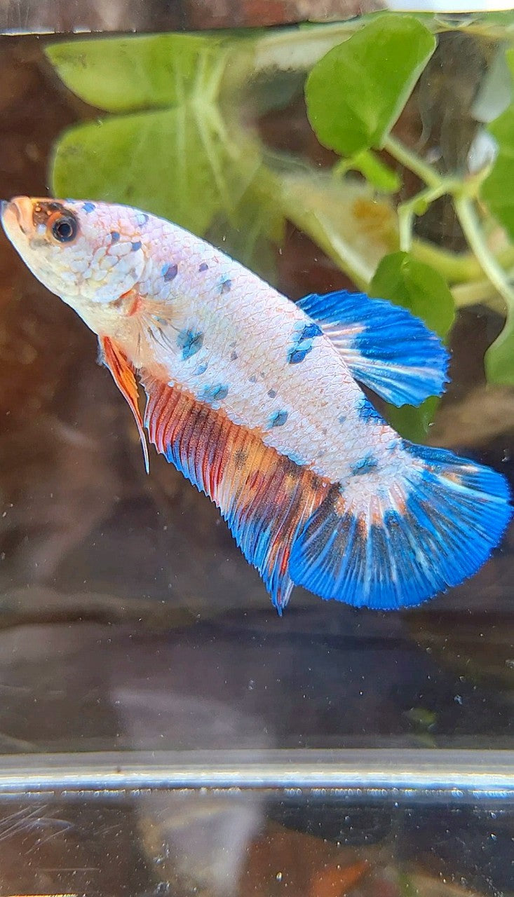 FEMALE GIANT PLAKAT BO 5,5CM FANCY WHITE BLUE NEMO MULTICOLOR BETTA FISH