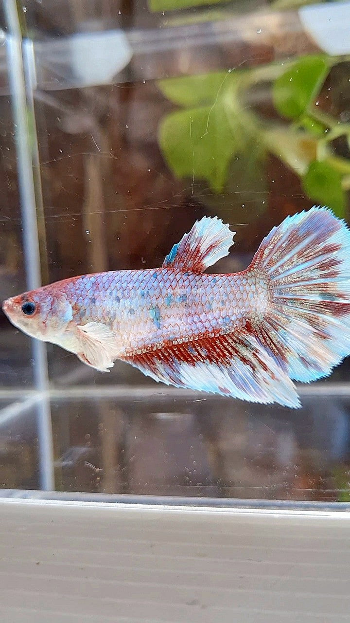 FEMALE GIANT HALFMOON BO 5CM+ BARONGSAI FANCY MULTICOLOR BETTA FISH