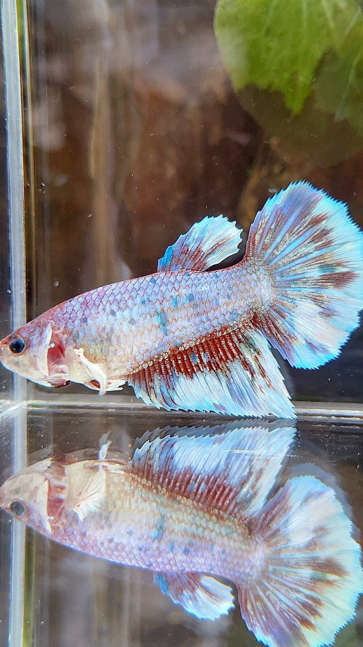 FEMALE GIANT HALFMOON BO 5CM+ BARONGSAI FANCY MULTICOLOR BETTA FISH