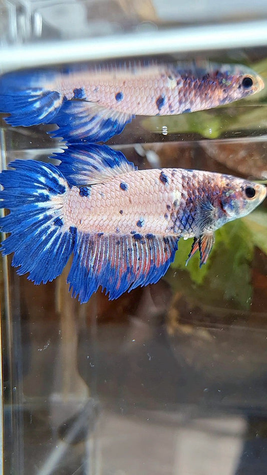 FEMALE GIANT HALFMOON BO 5CM+ CROWNTAIL PINK FLAMINGGO BLUE FANCY RIM BETTA FISH