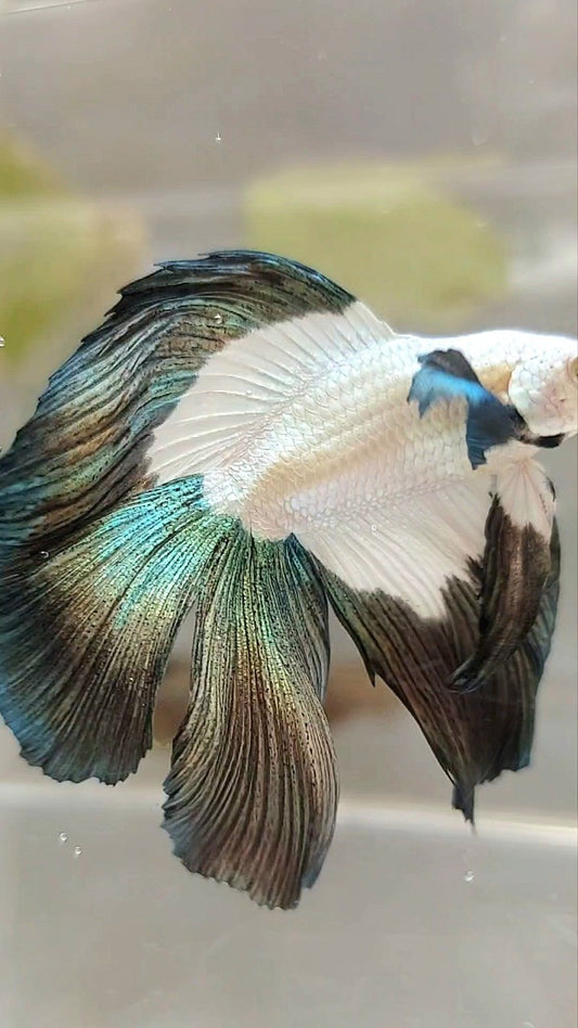 Luxuriöser Halbmond-Doppelschwanz-Kupferrand-Betta-Fisch