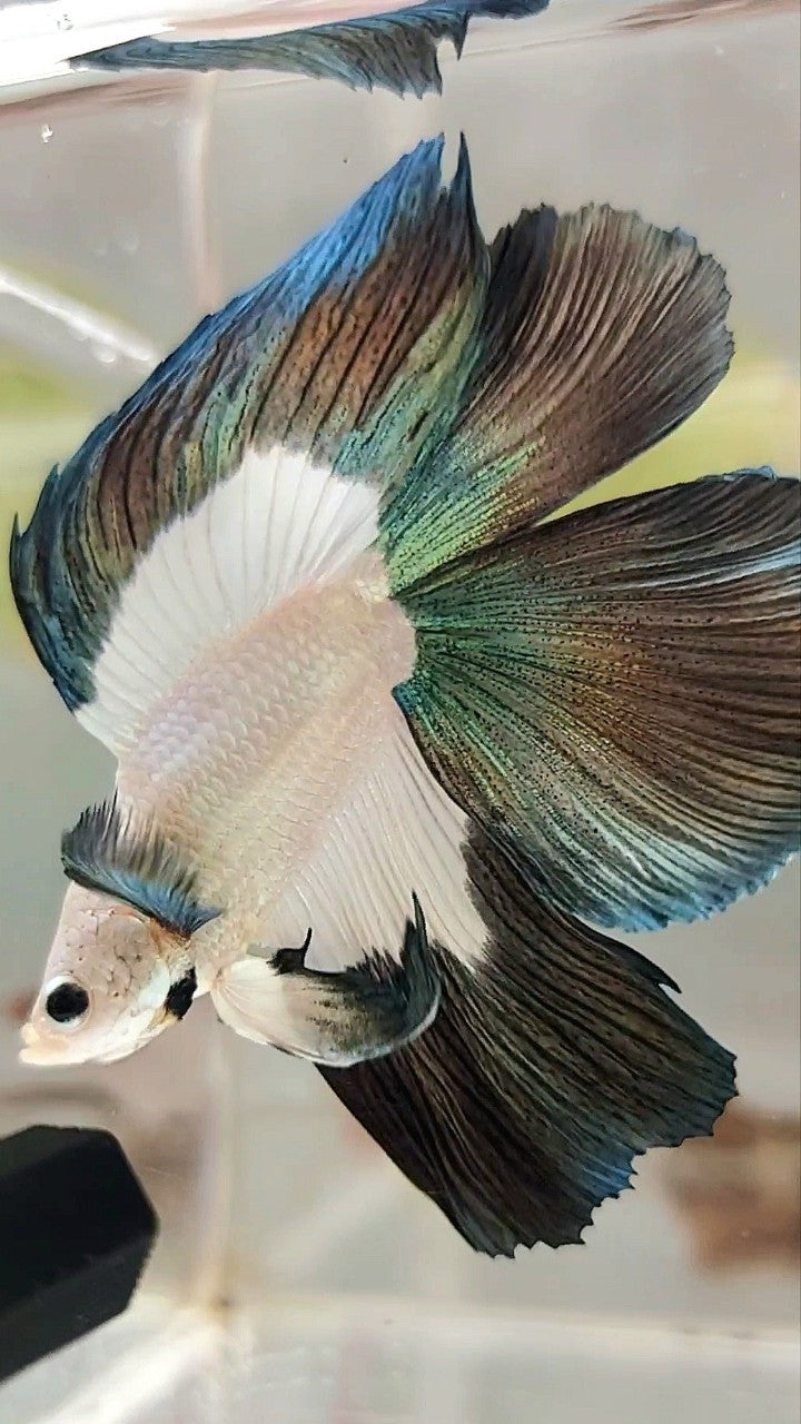 Luxuriöser Halbmond-Doppelschwanz-Kupferrand-Betta-Fisch