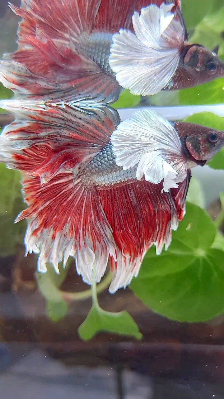 HALFMOON SUPER DUMBO EAR COPPER RED BETTA FISH