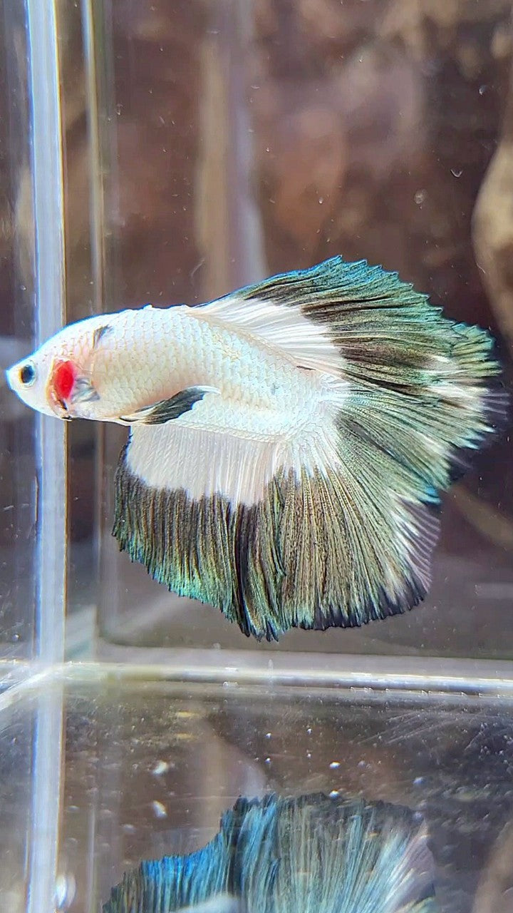 LUXURY HALFMOON DOUBLE TAIL COPPER RIM BUTTERFLY BETTA FISH